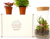 Gift Idea Terrarium Kit with Cork Lid Optional Fittonia Carpet Moss Home Office Decor