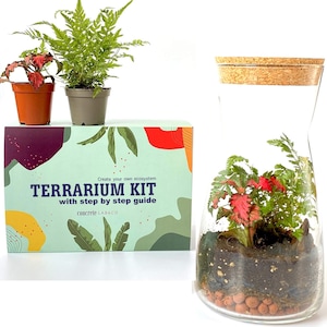 Gift Idea Terrarium Kit with Cork Lid & Optional Fittonia Carpet Moss Home Office Decor