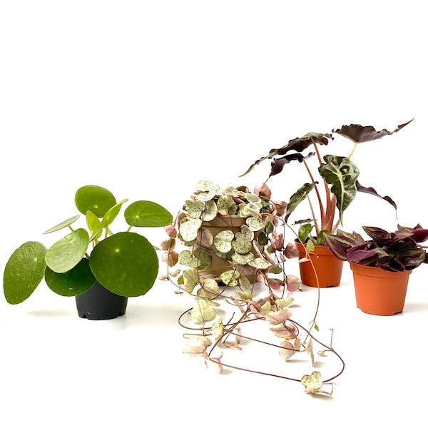 House Plants Hanging Plants String of Hearts Ceropegia woodii Indoor  Tradescantia Zebrina Pink Joy