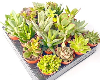 Live Mixed Succulent Plants Indoor Open Terrariums Wedding Favours Baby Shower in 5.5cm Pots