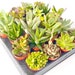 see more listings in the Plants section