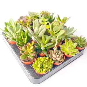 Plantas suculentas mixtas vivas para terrarios interiores abiertos, regalos de boda y baby shower en macetas de 5,5 cm