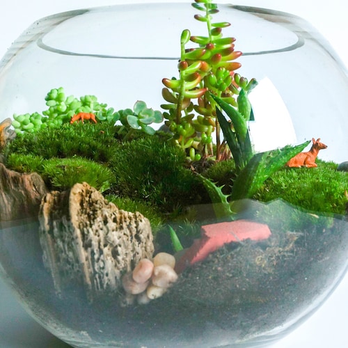XL DIY Terrarium Starter Kit With Optional 5 Plants and Moss Etsy UK
