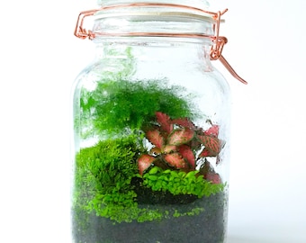 Terrarium Kit with Glass Container Fittonia Fern Moss Tools