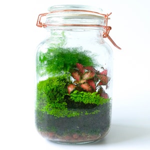 Terrarium Kit with Glass Container Fittonia Fern Moss Tools