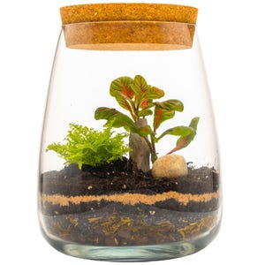 Terrarium Kit with Fittonia & Fern DIY Home Office Gift Decor