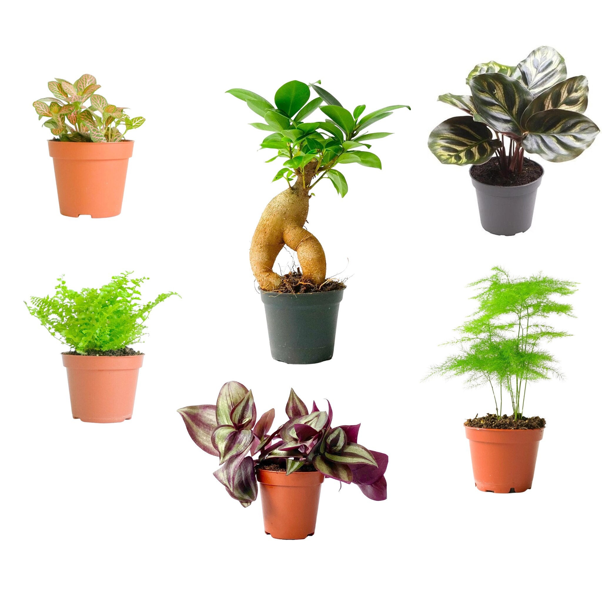 Sabbia Fine Argan 0-4 Per Terrari E Acquari - 2.5kg Per Drenaggio Piante, Decorazione E Rettili - Foto 2