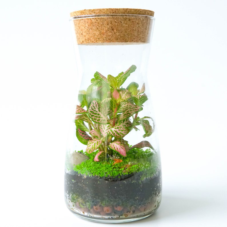 Gift Idea Terrarium Kit with Cork Lid & Optional Fittonia Carpet Moss Home Office Decor Fittonia/Dwarf seeds