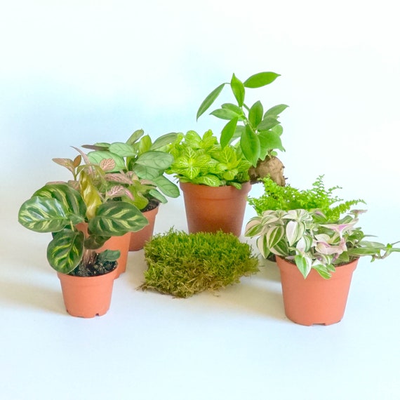 Terrarium Plants for Both Open and Closed Bonsai Spiderwort | Etsy UK