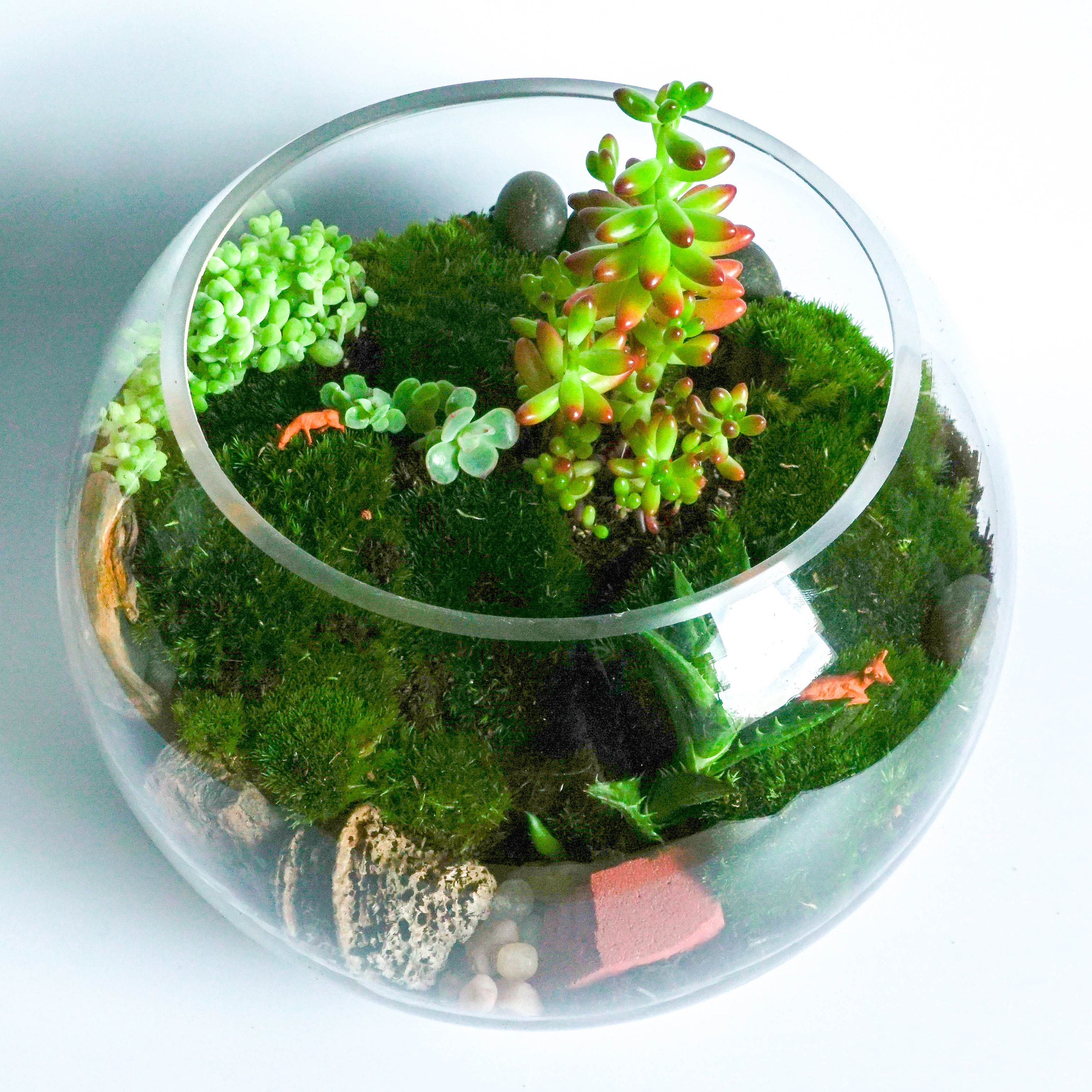 Fish Bowl Terrarium Kit DIY Home Decor Centrepiece Succulent Etsy UK