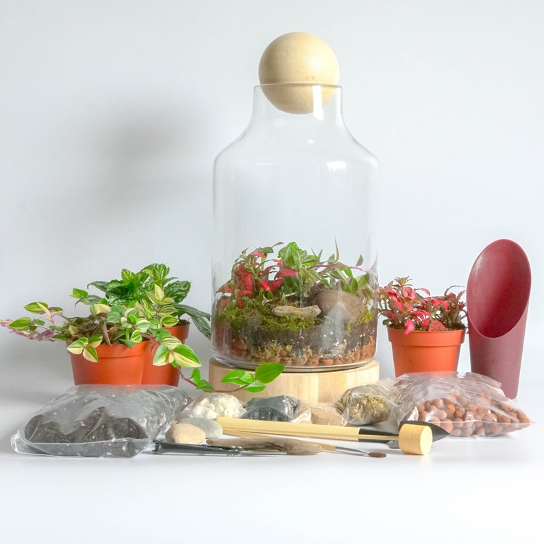 Terrarium Kit with Glass Container and Wooden Ball Lid with Etsy