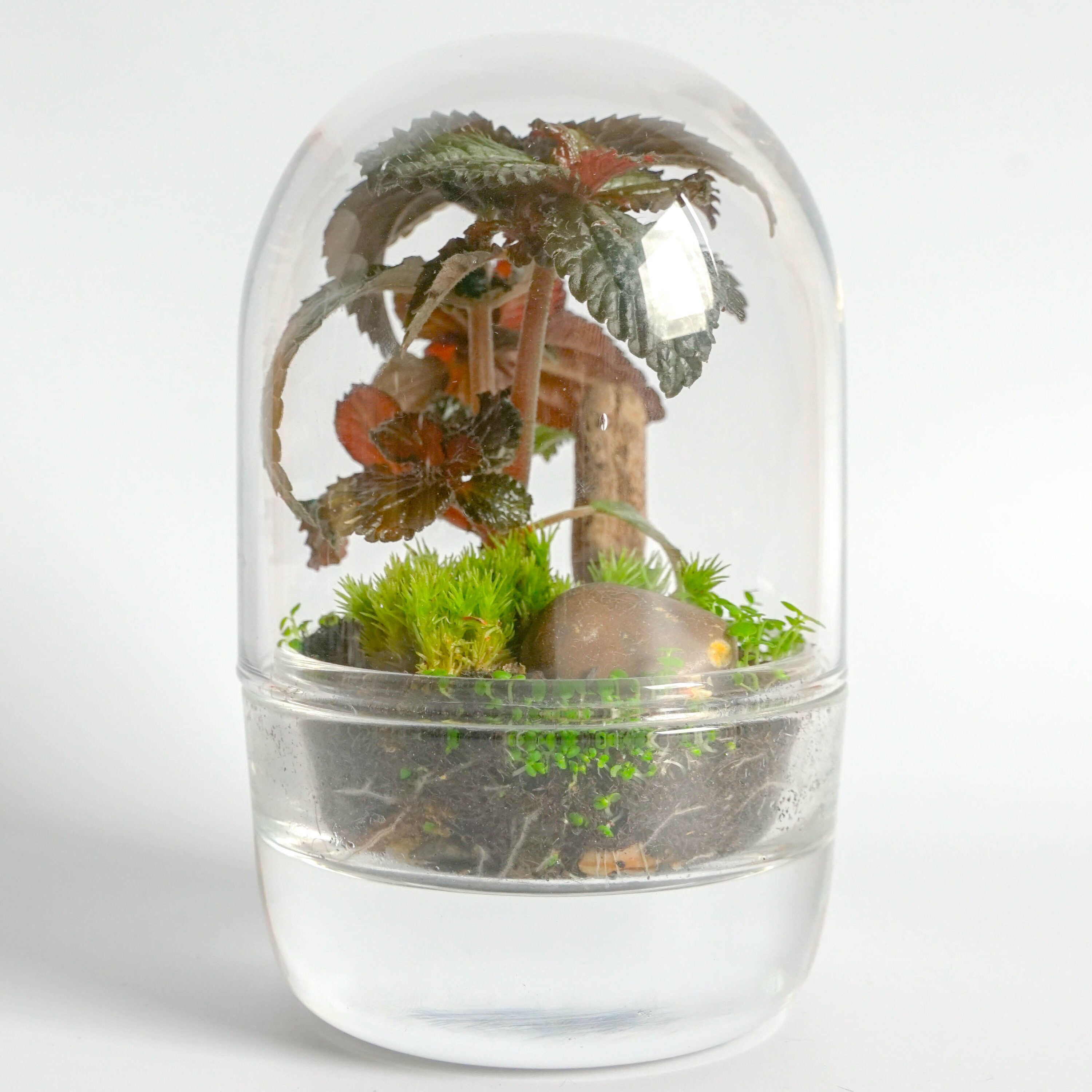 Mini Terrarium Kit Mossarium Fairy Garden DIY Mix & Match Kit Etsy