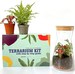 Gift Idea Terrarium Kit with Cork Lid & Optional Fittonia Carpet Moss Home Office Decor 
