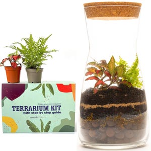Gift Idea Terrarium Kit with Cork Lid & Optional Fittonia Carpet Moss Home Office Decor
