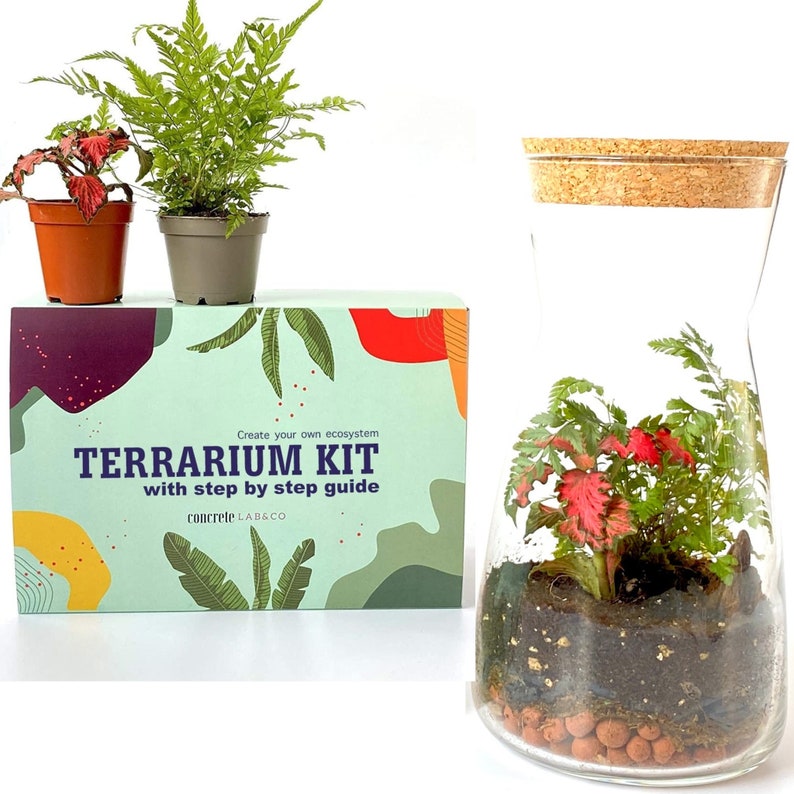 Gift Idea Terrarium Kit with Cork Lid & Optional Fittonia Carpet Moss Home Office Decor Fern & Fittonia