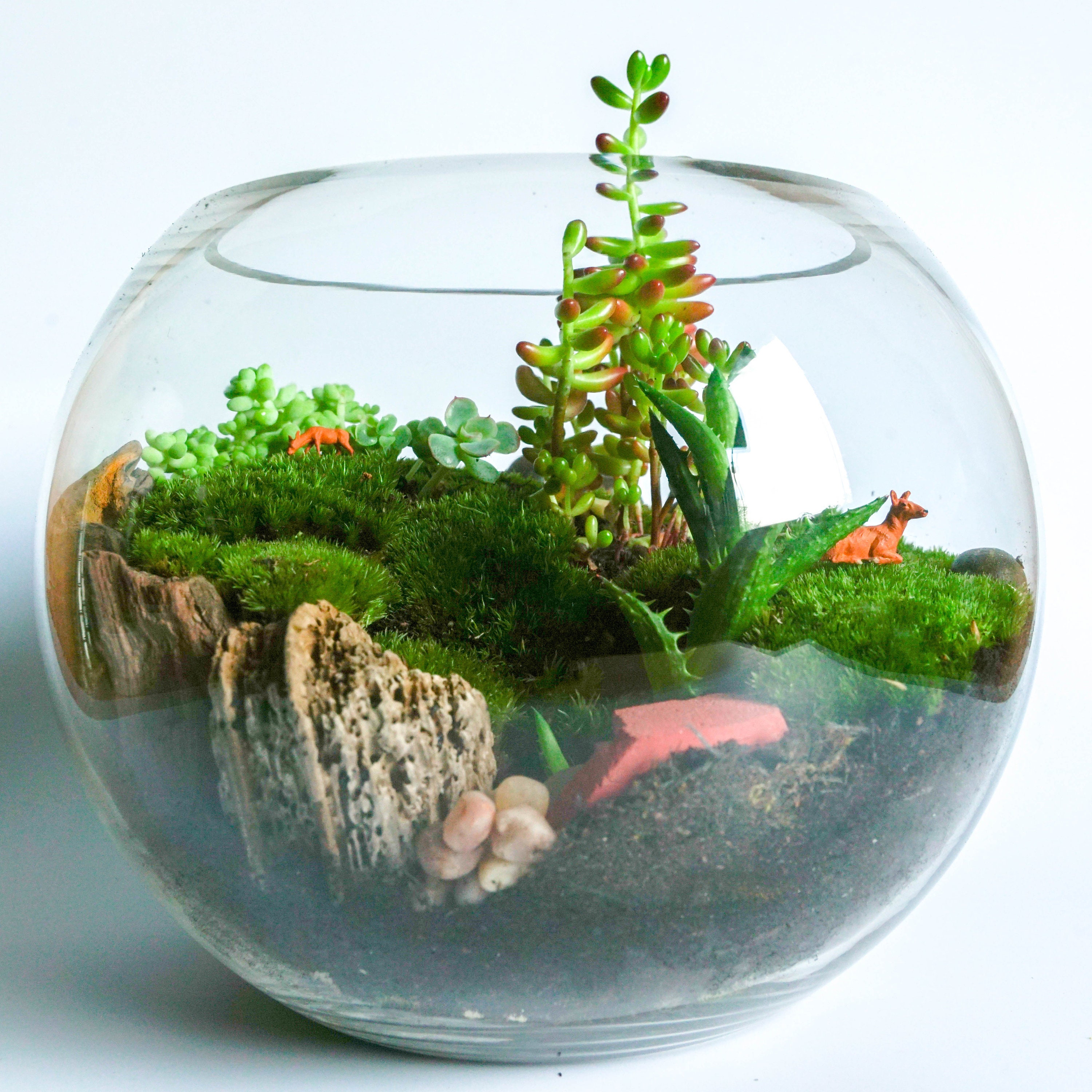 Fish Bowl Terrarium Kit DIY Home Decor Centrepiece Succulent Etsy UK