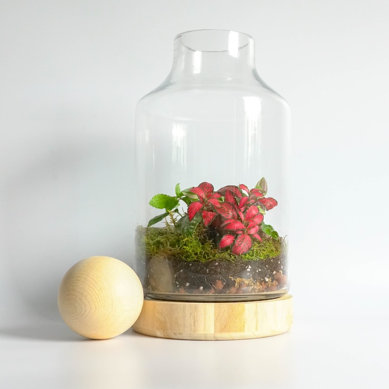 Terrarium Kit with Glass Container and Wooden Ball Lid with Etsy