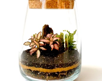 Terrarium Kit with Glass Container and Cork Lid Optional Tools Fittonia & Moss DIY Home Decor