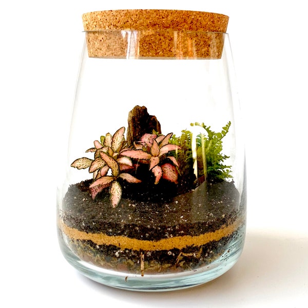 Terrarium Kit with Glass Container and Cork Lid Optional Tools Fittonia & Moss DIY Home Decor