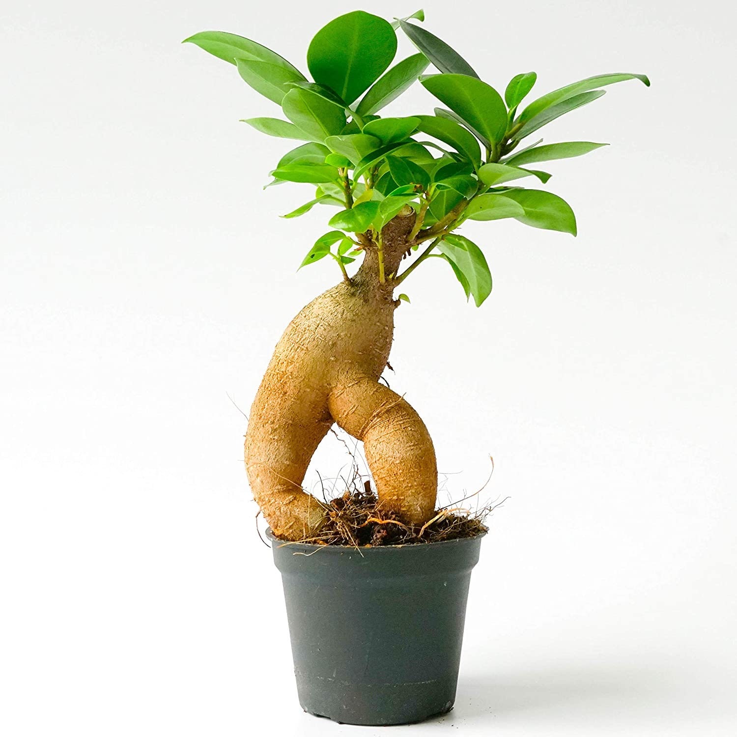 Le piante giuste per il terrario  Edera,Ficus ginseg,Fittonia- If