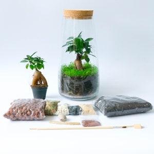 Terrarium Kit with Glass Vase & Optional Bonsai Tree Fittonia Fern Moss and Tools DIY Home/Office Decor