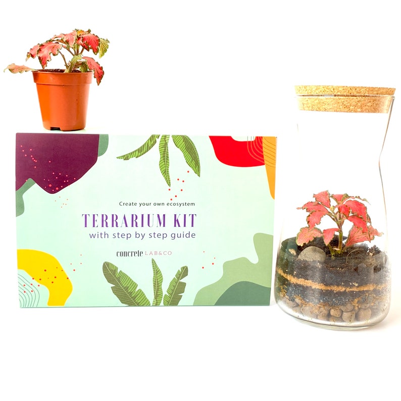 Gift Idea Terrarium Kit with Cork Lid & Optional Fittonia Carpet Moss Home Office Decor Fittonia