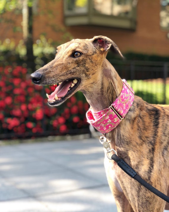 Martingale collar Greyhound Collar 