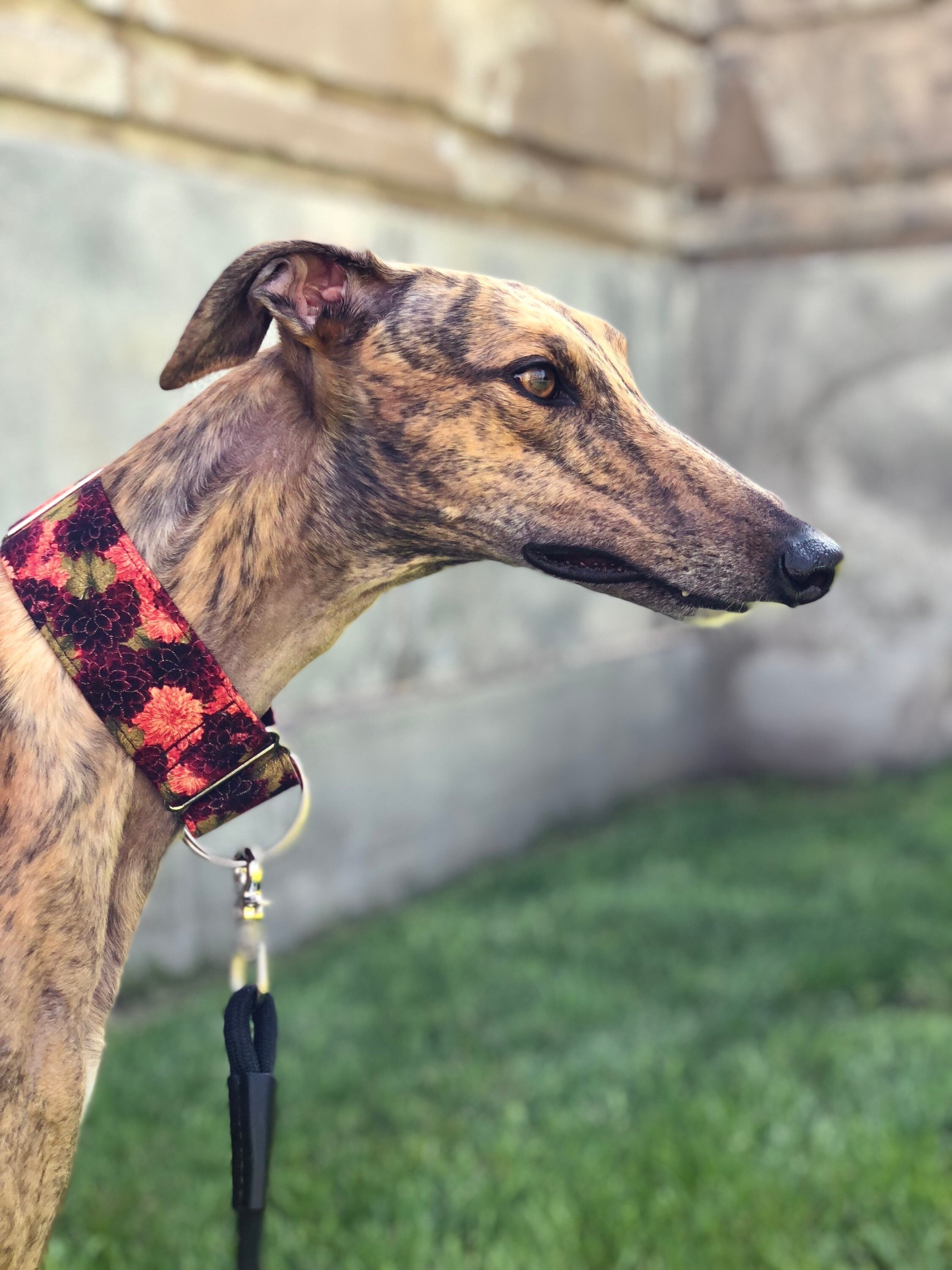 1.5 in martingale collar