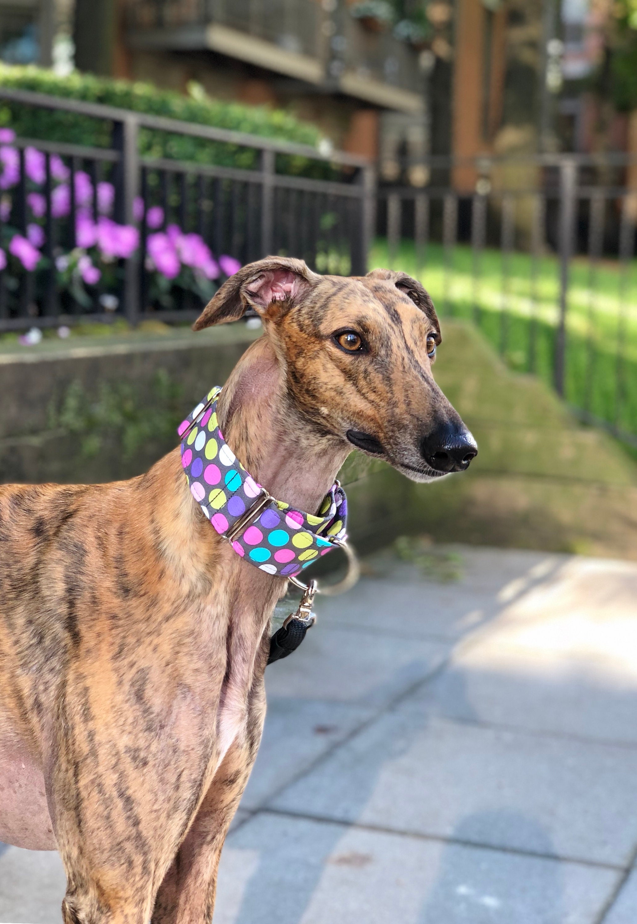 Martingale collar Greyhound Collar Galgo Collar Saluki Etsy