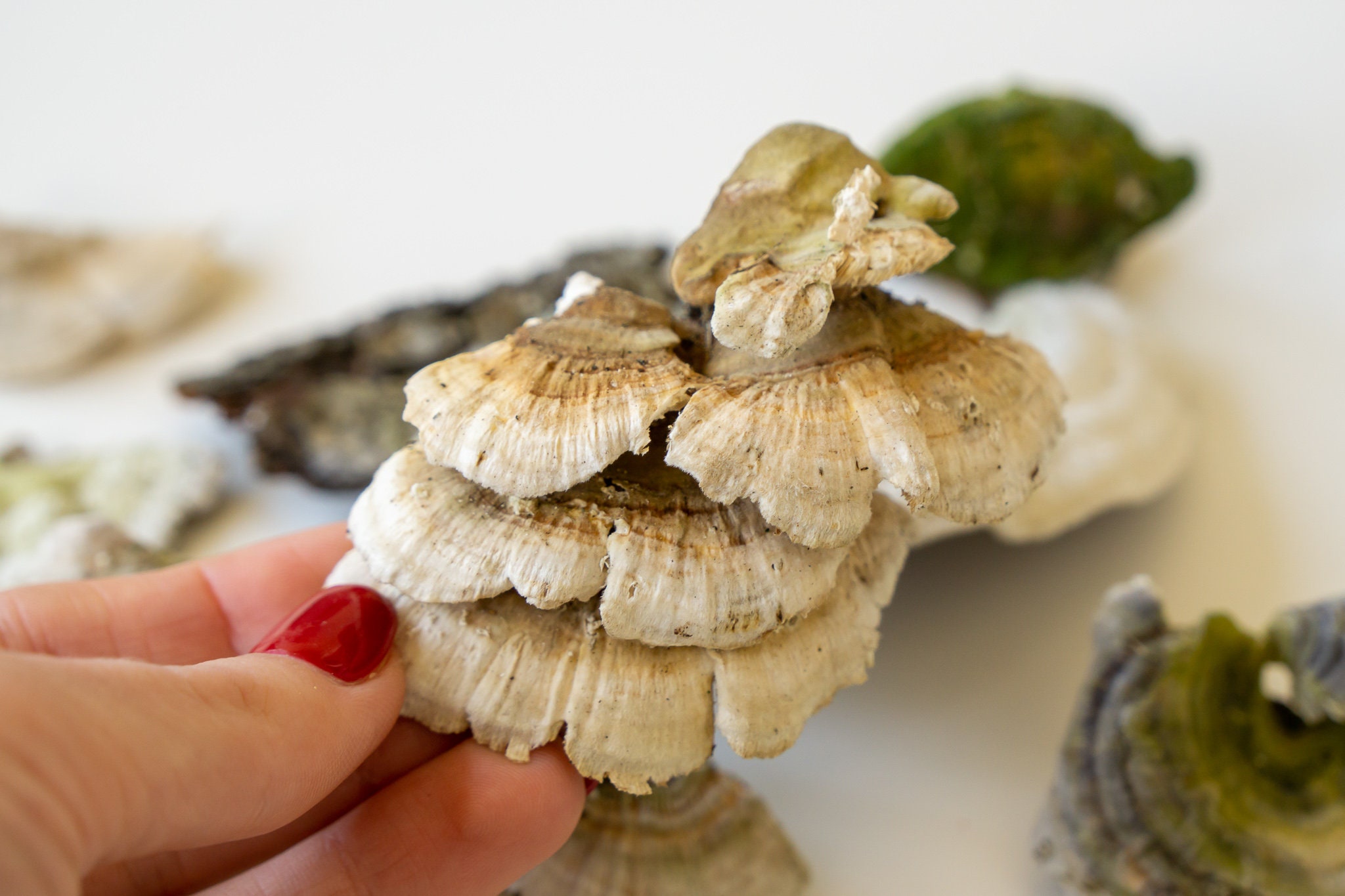 Set of dried Turkey tail Mushrooms Fungus Resin fillings DIY Etsy