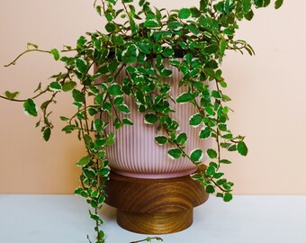 Small Timber Pot Plant Stand