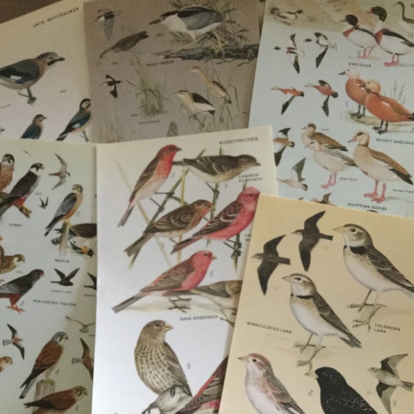 15 x vintage book pages from a Bird non fiction book With intricate illustrations. Scrapbooking, junk journal, smash book, collage