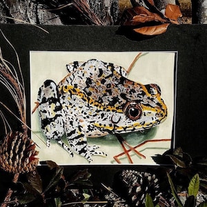 Matted Gallery Quality Giclee Print - Carolina Gopher Frog