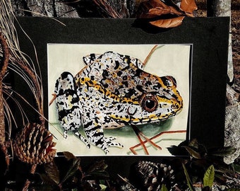 Matted Gallery Quality Giclee Print - Carolina Gopher Frog