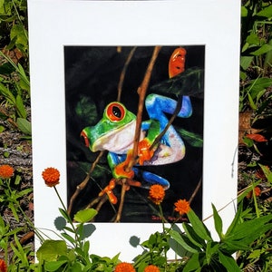 Matted Gallery Quality Giclee Print - Peek-a-Boo - Red-Eyed Tree Frog