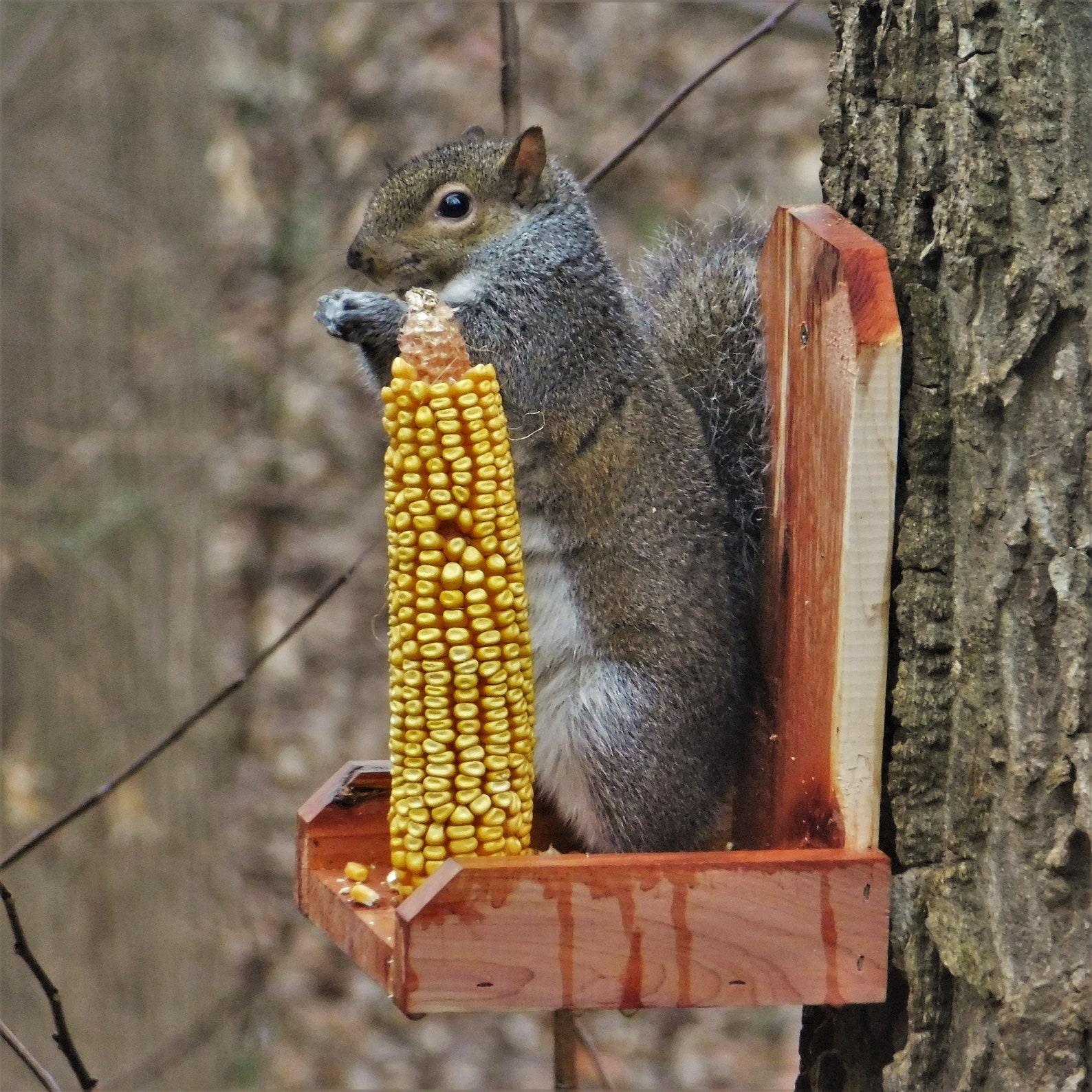 Corn Cob Squirrel Feeder Etsy