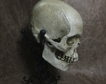 Buy Male - Real Human Skull Replica - Zane Wylie Online in India