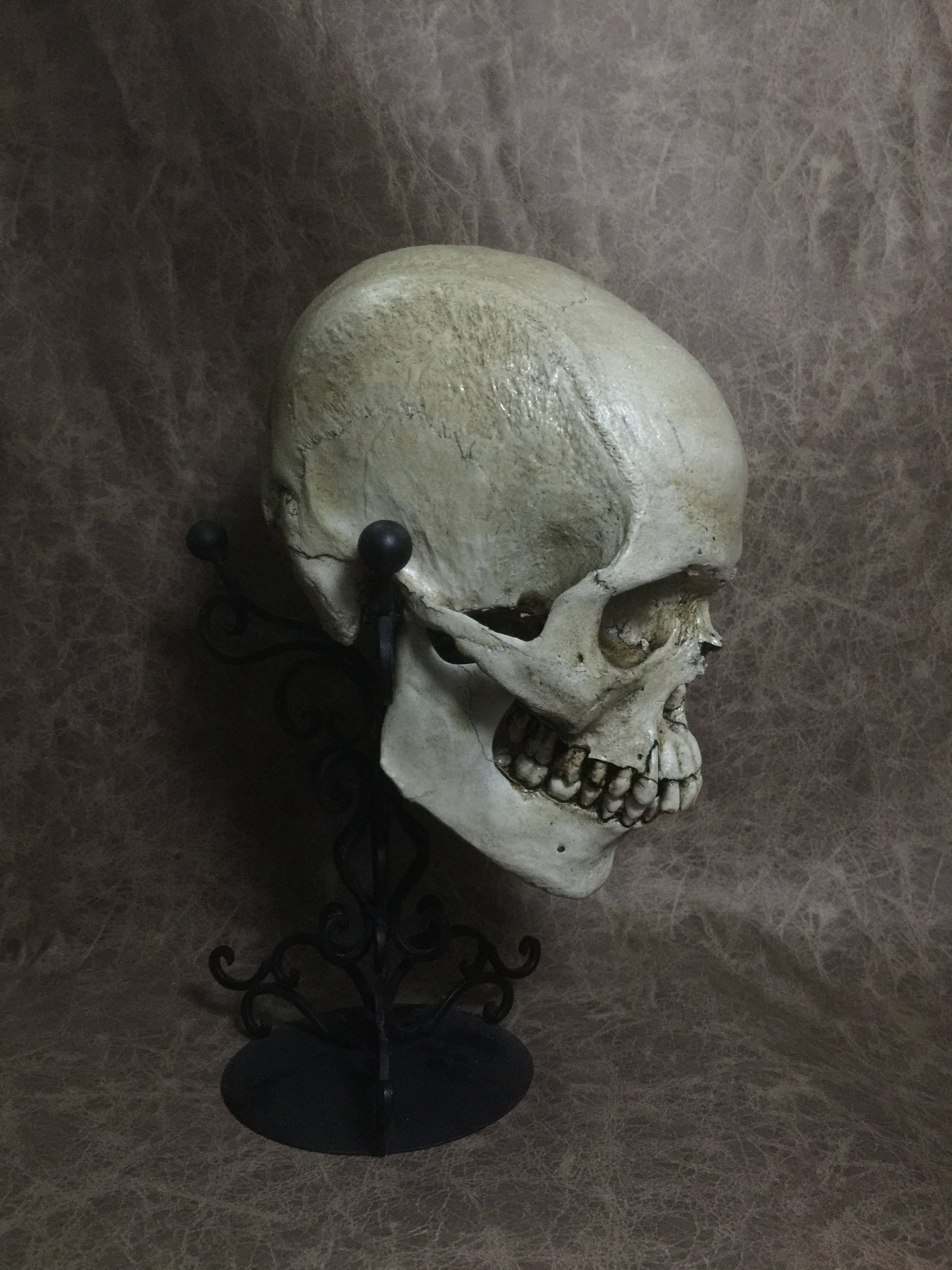 Male - Real Human Skull Replica - Zane Wylie - Etsy
