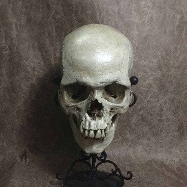 Male - Real Human Skull Replica - Zane Wylie