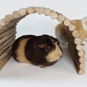 May include: Two guinea pigs, one brown and white and one white and brown, are playing in a wooden tunnel toy. The tunnel is made of stacked wooden rings.