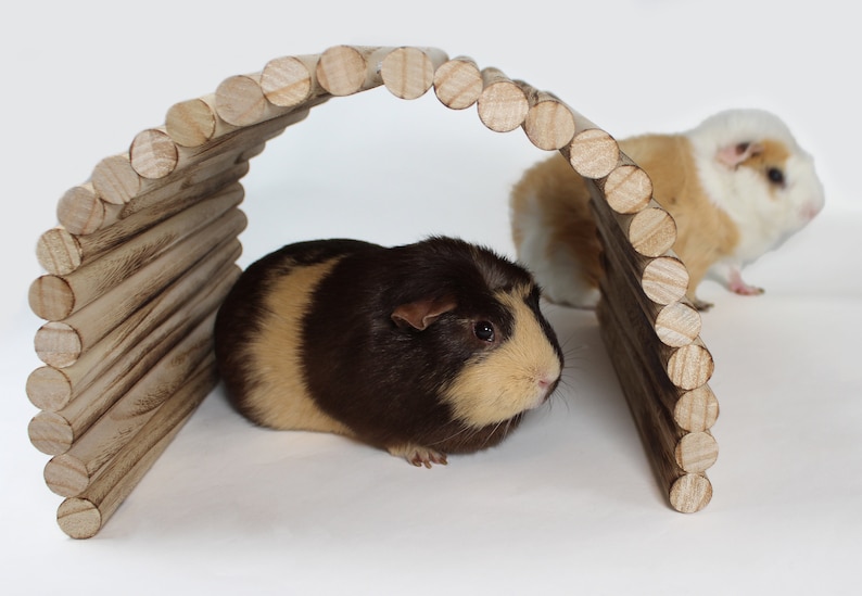 May include: Two guinea pigs, one brown and white and one white and brown, are playing in a wooden tunnel toy. The tunnel is made of stacked wooden rings.