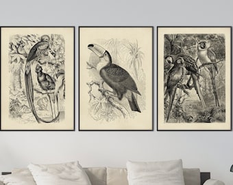 Set of Three Vintage Jungle Birds Print, Tropical Lithography Engraving Illustration XIX Century Decor Housewarming Eco Friendly Gift