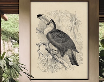 Vintage Toucan Jungle Print, Tropical Lithography Engraving Illustration XIX Century Monochrome Decor Housewarming Eco Friendly Gift