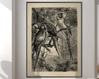 Vintage Macaw Parrots Jungle Print, Tropical Lithography Engraving Illustration XIX Century Monochrome Decor Housewarming Eco Friendly Gift