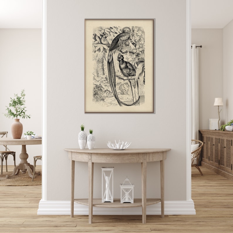 May include: Black and white vintage illustration of two birds perched on a branch in a jungle setting. The birds have long, detailed feathers and are depicted in a realistic style.