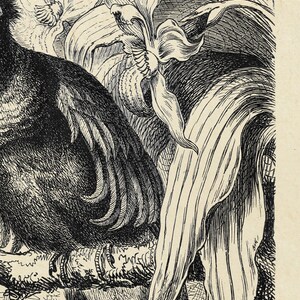 May include: A black and white illustration of a bird perched on a branch with a flower behind it. The bird has a long tail and a beak. The flower has a long stem and petals.