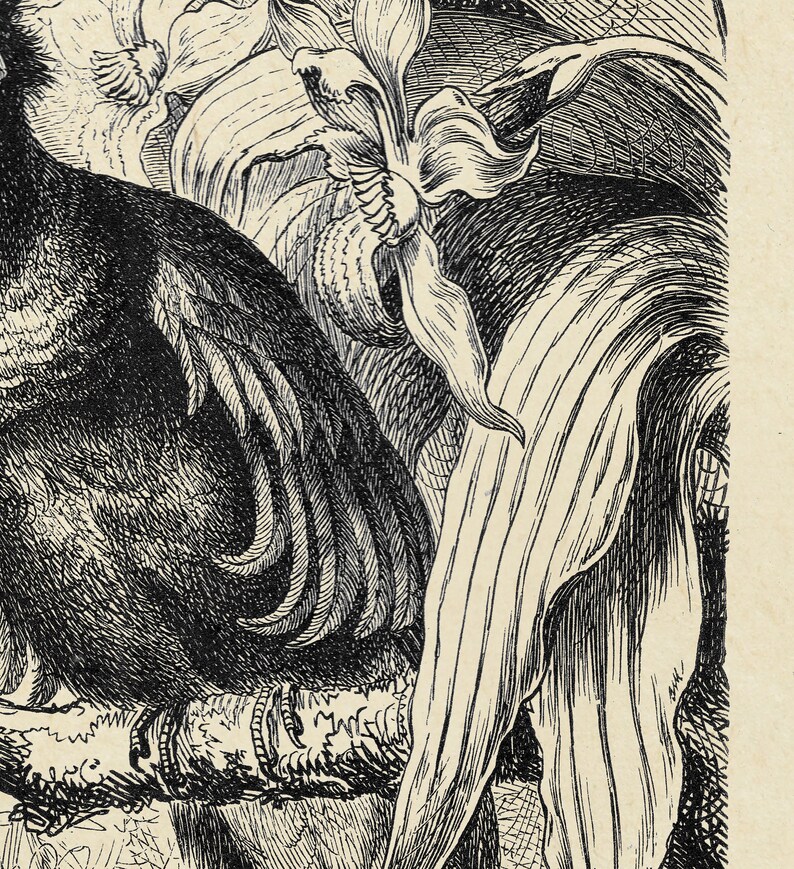 May include: A black and white illustration of a bird perched on a branch with a flower behind it. The bird has a long tail and a beak. The flower has a long stem and petals.