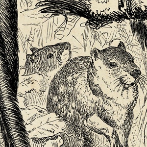 May include: A black and white illustration of two small animals, possibly rodents, with bushy tails. The animals are drawn in a realistic style with detailed fur and whiskers.