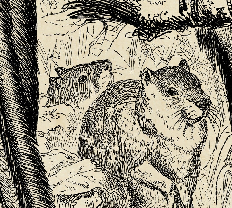May include: A black and white illustration of two small animals, possibly rodents, with bushy tails. The animals are drawn in a realistic style with detailed fur and whiskers.