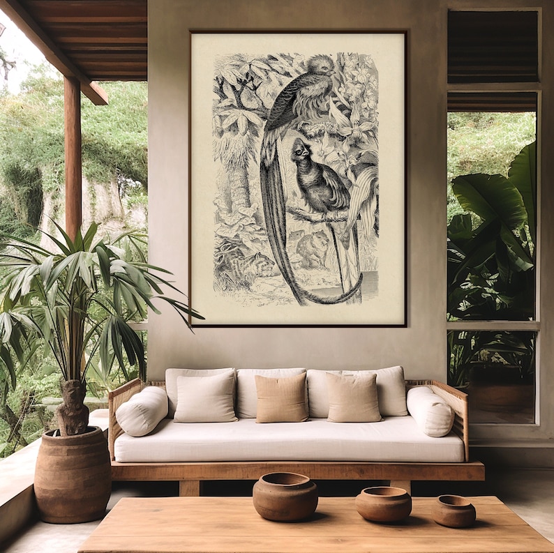 May include: A black and white vintage illustration of two birds perched on a branch in a jungle setting. The birds have long tails and are surrounded by foliage.
